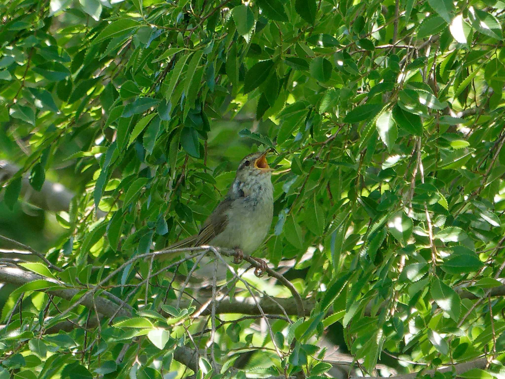 Photo of Japanese Bush Warbler at Nagahama Park by しおまつ