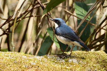 Siberian Blue Robin Unknown Spots Thu, 5/19/2022