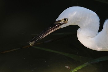 コサギ 葛西臨海公園 2023年6月25日(日)