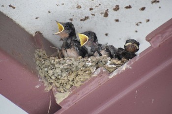 Barn Swallow 岸和田SA Sun, 7/2/2023