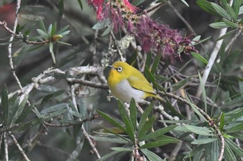 Indian White-eye Doi Angkhang Mon, 2/20/2023