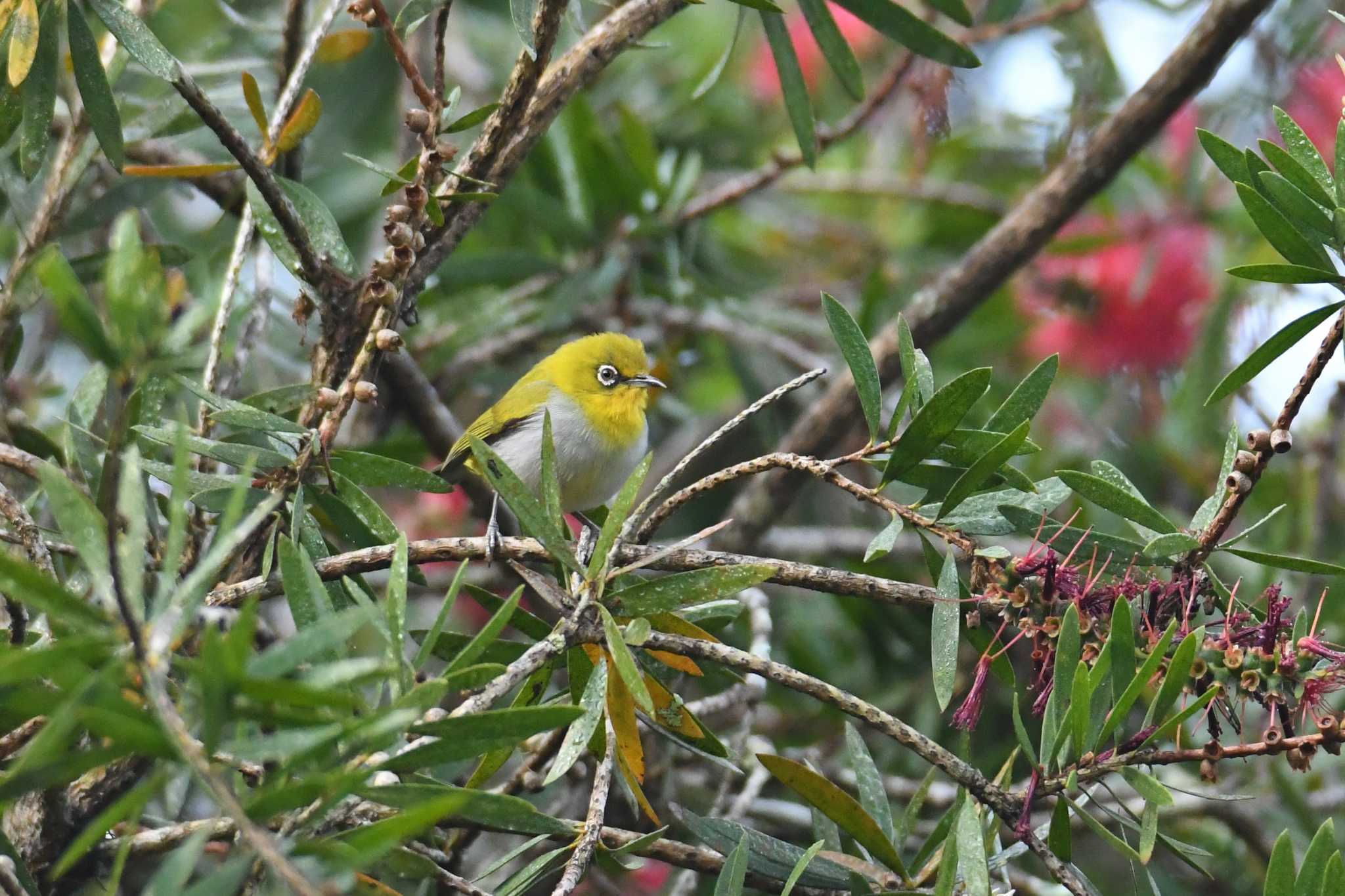 Indian White-eye