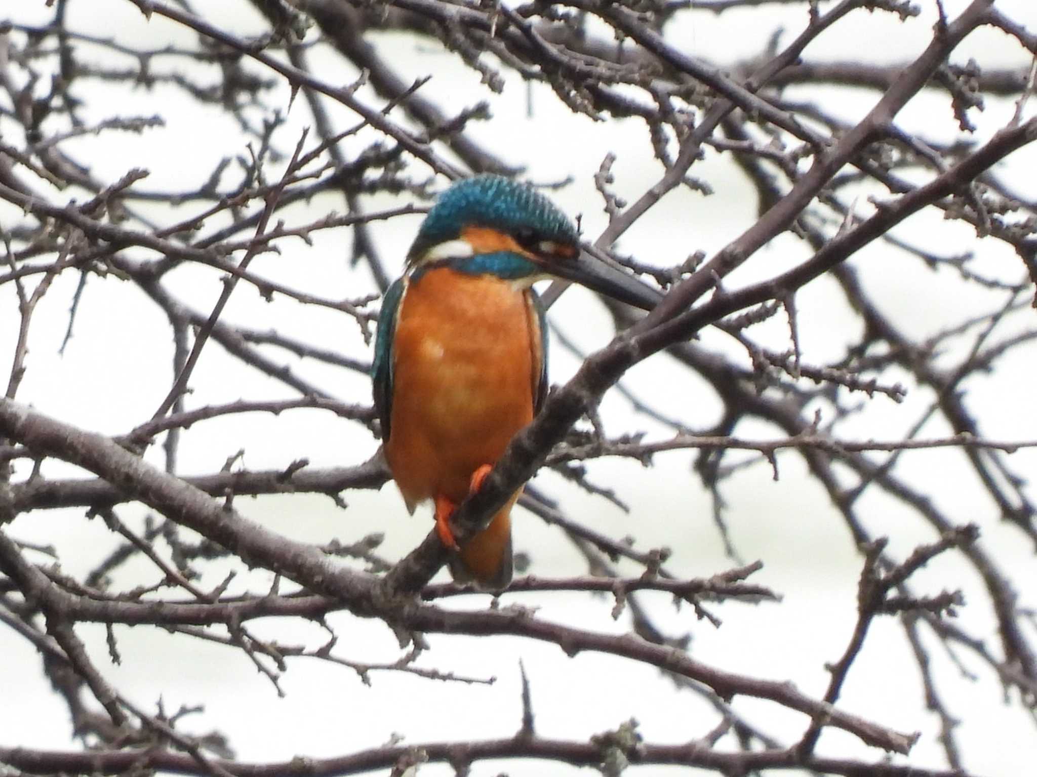 Common Kingfisher