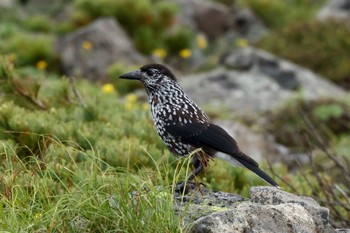 Spotted Nutcracker Unknown Spots Wed, 7/13/2022