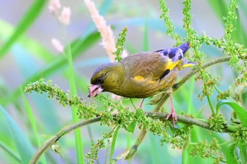 カワラヒワ 諏訪湖 2023年6月26日(月)