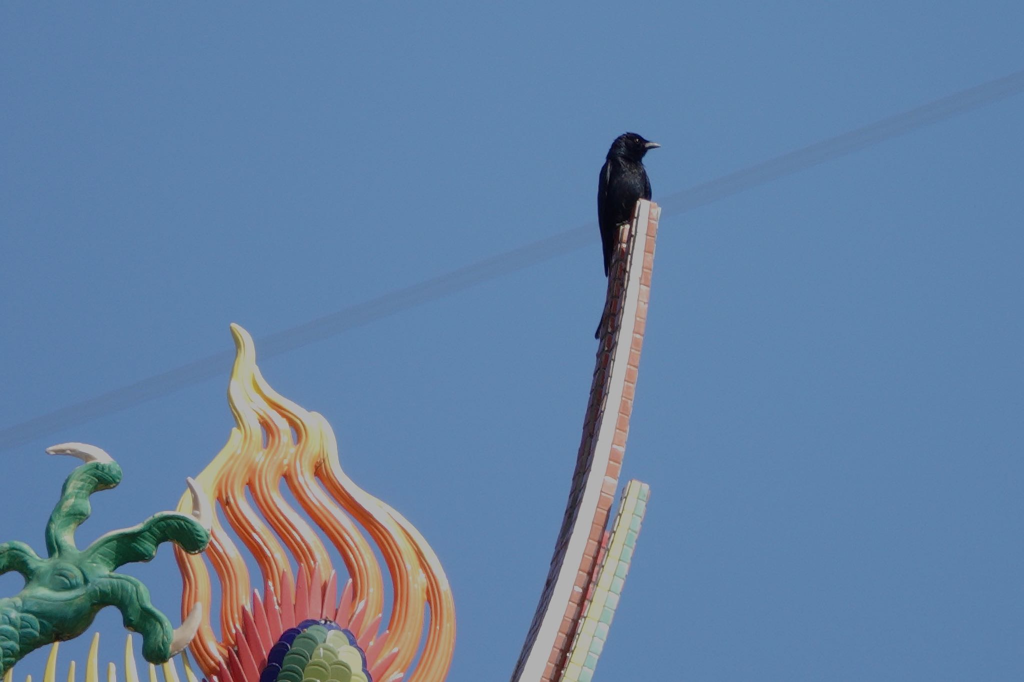 Photo of Black Drongo at 関渡自然公園 by のどか