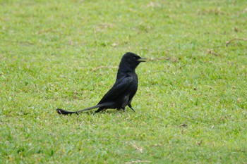 Black Drongo 大湖公園(台湾) Thu, 5/18/2023