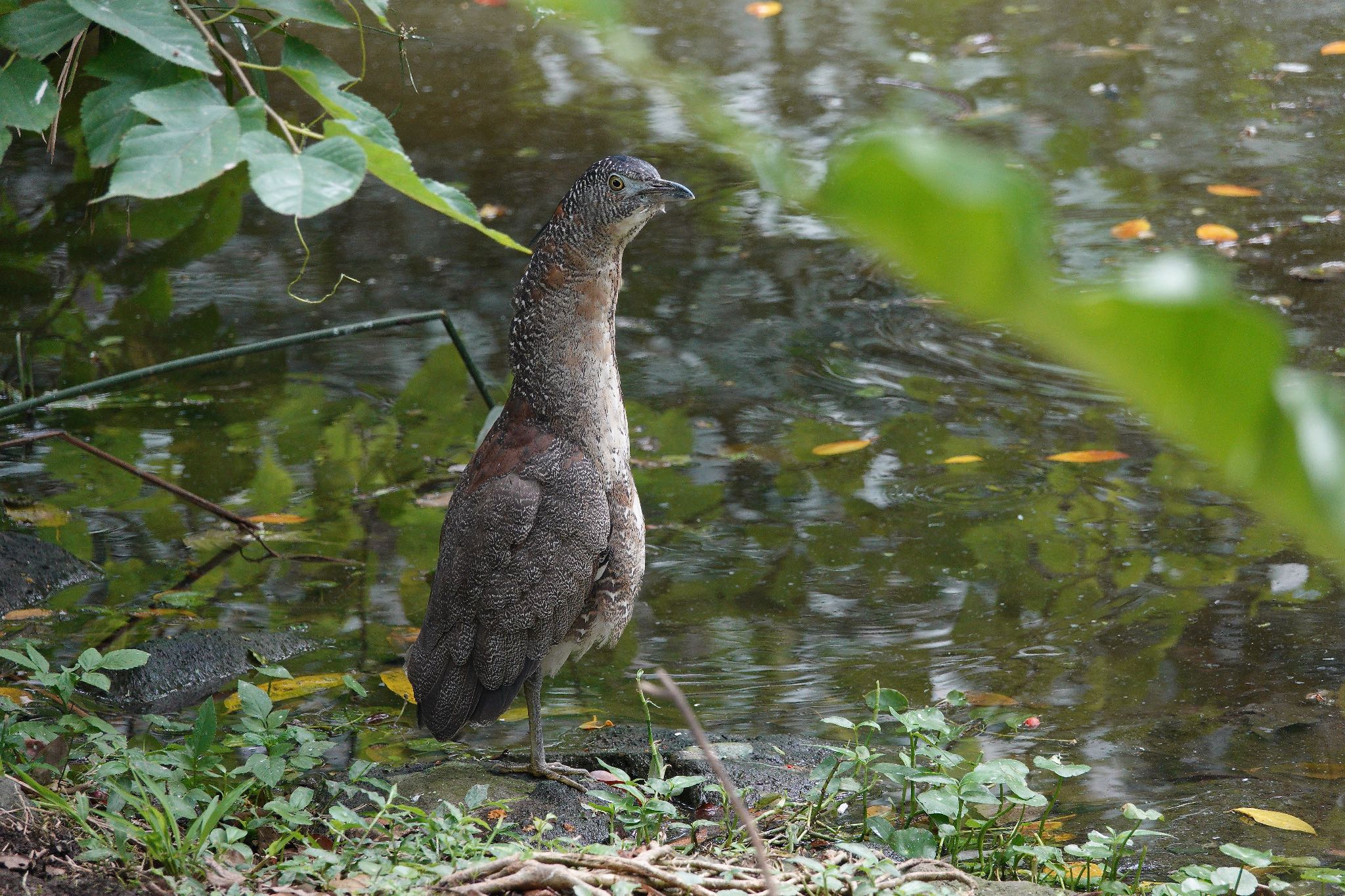 大安森林公園 ズグロミゾゴイの写真 by のどか