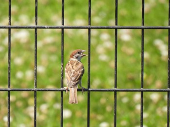 2023年7月2日(日) 境川遊水地公園の野鳥観察記録