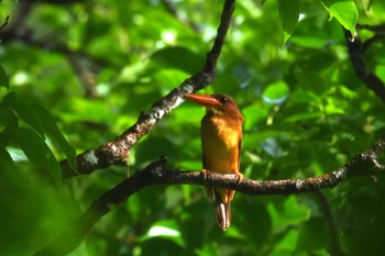 2023年7月2日(日) 国頭村(沖縄県)の野鳥観察記録