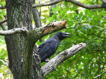 Wed, 6/28/2023 Birding report at 都市緑化植物園(大阪府豊中市寺内)