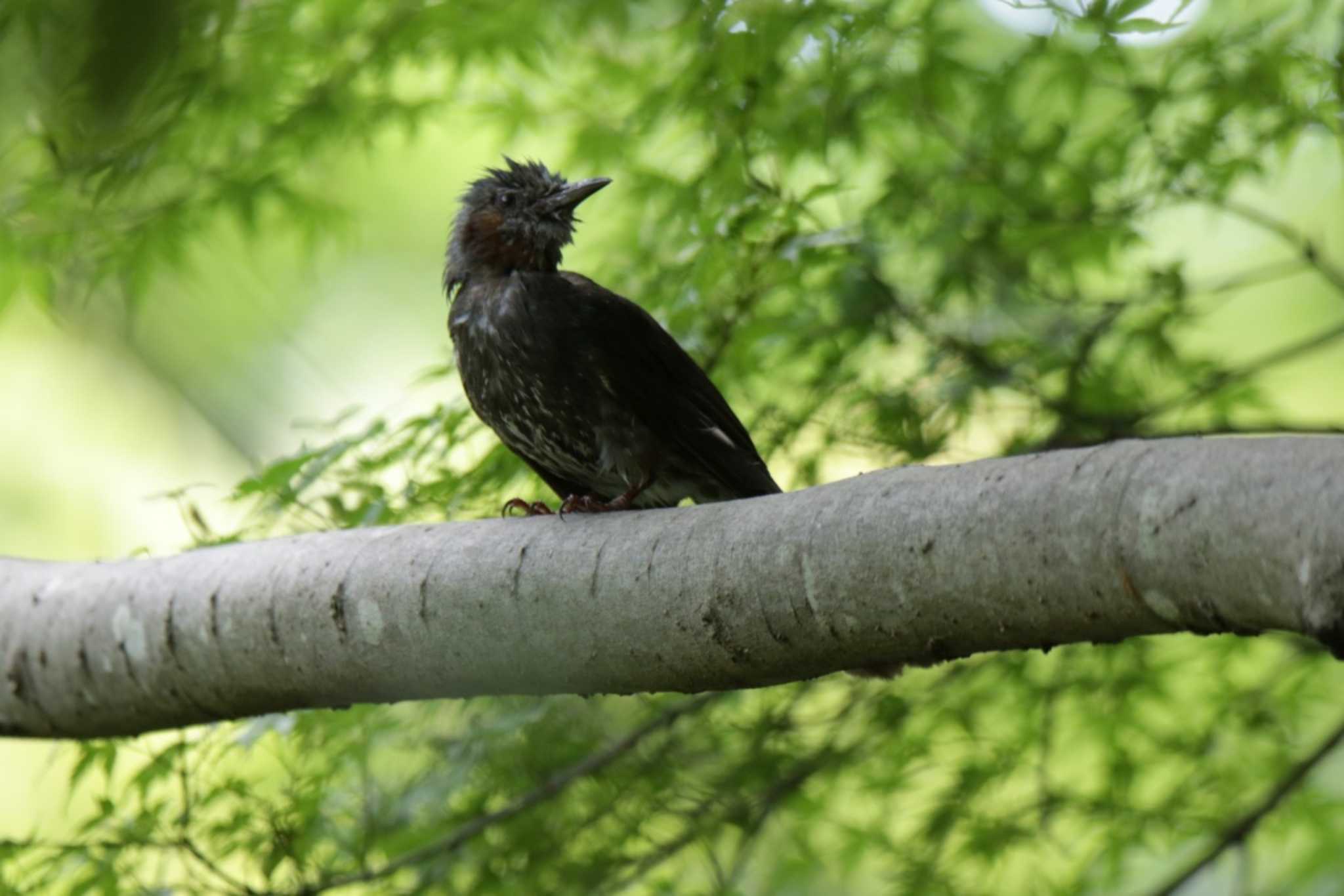 Brown-eared Bulbul