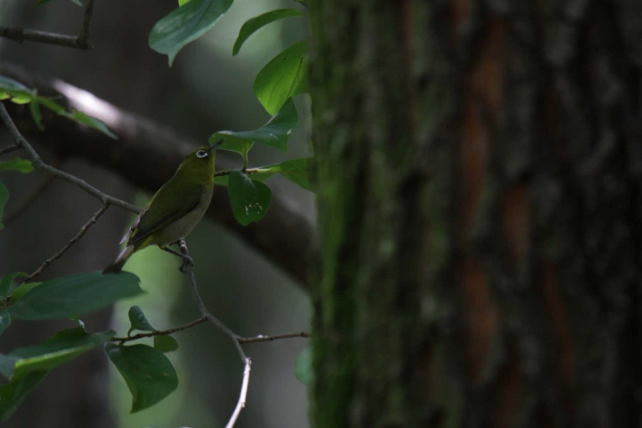 Warbling White-eye