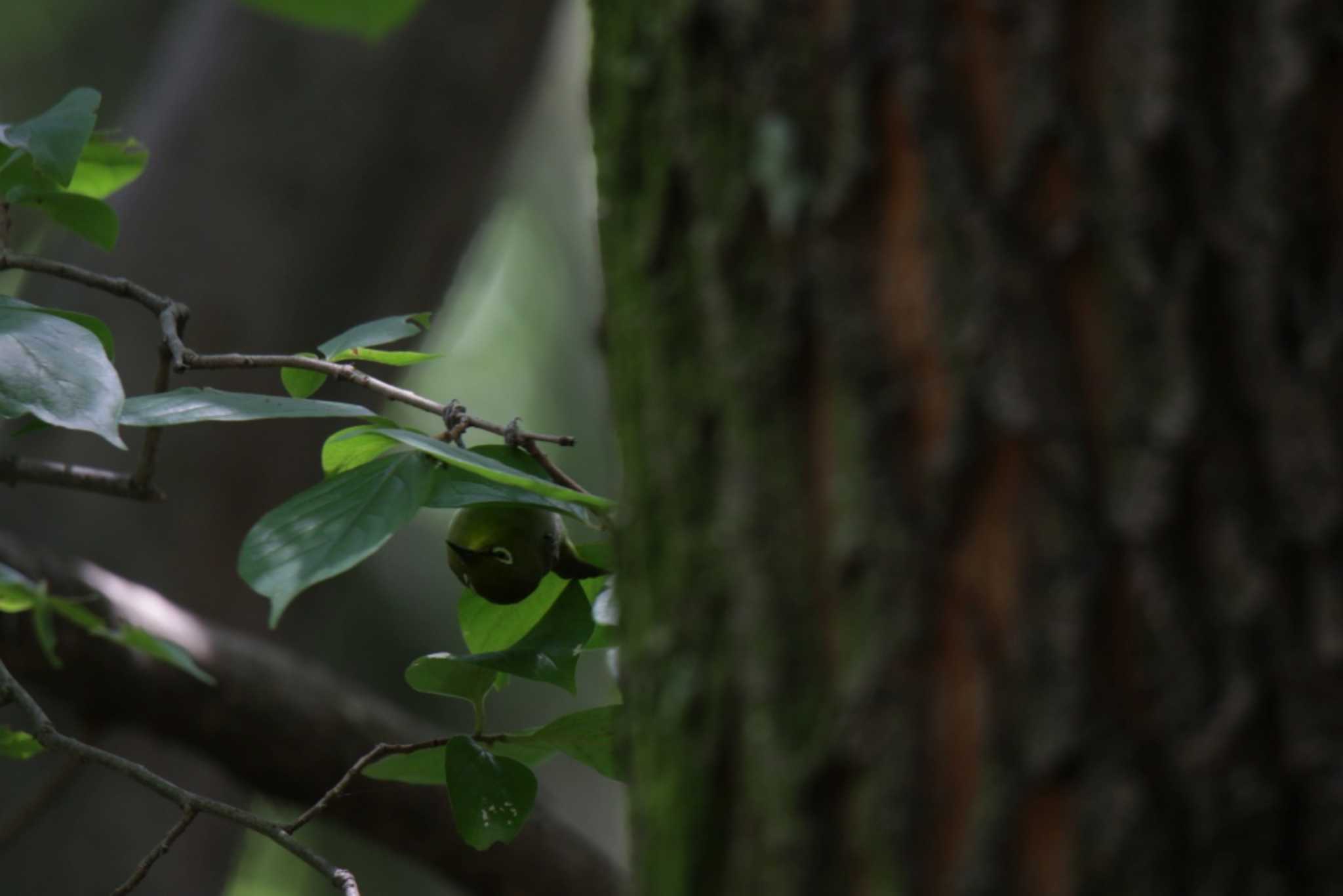 Warbling White-eye