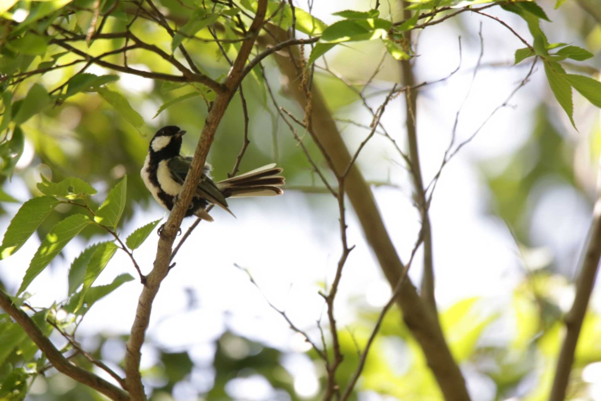 Japanese Tit