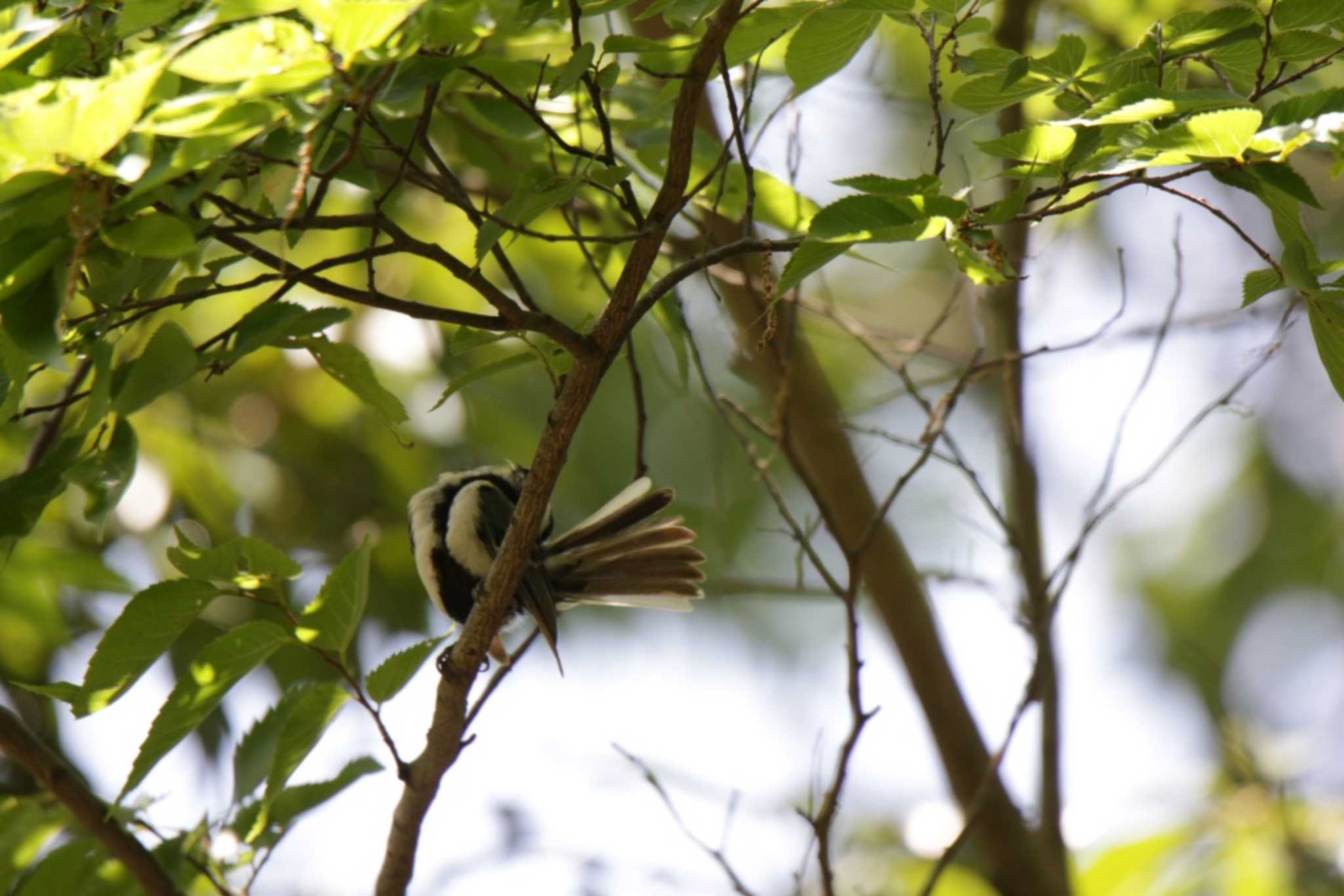 Japanese Tit