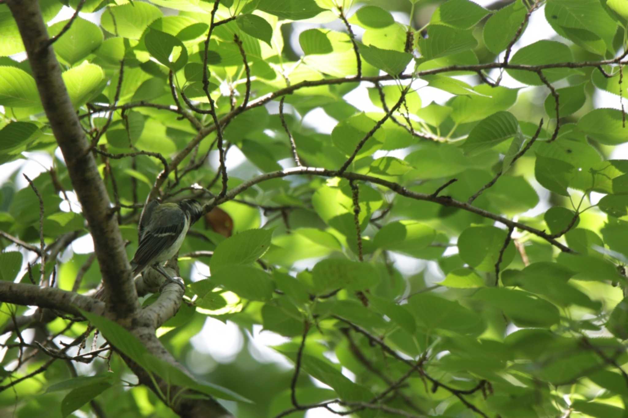 Warbling White-eye