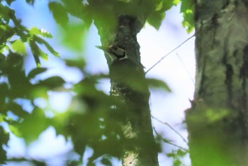 2023年7月2日(日) 面ノ木園地(設楽町)の野鳥観察記録