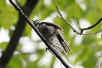 Sun, 7/2/2023 Birding report at 大阪府