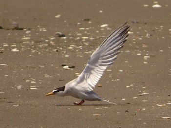 2023年7月2日(日) 検見川浜コアジサシ保護区の野鳥観察記録