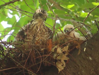 2023年7月2日(日) 仙台堀川公園(江東区)の野鳥観察記録