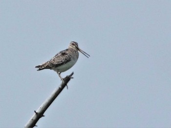 2023年6月25日(日) 北富士演習場の野鳥観察記録