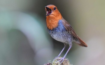 Japanese Robin 山梨県 Thu, 5/18/2023