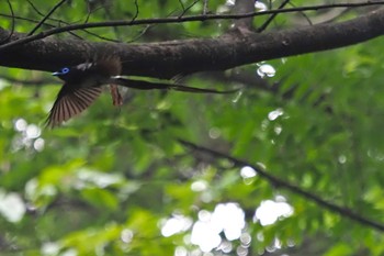 サンコウチョウ 神奈川県 2023年7月1日(土)