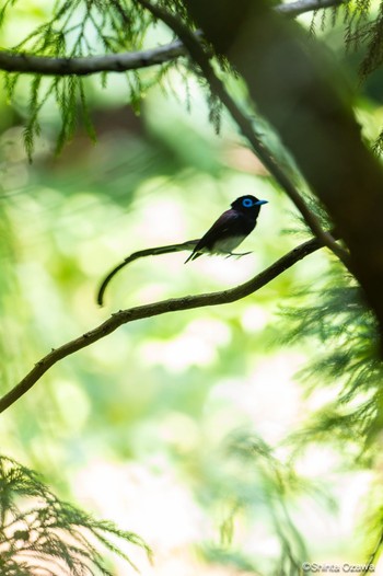 Black Paradise Flycatcher 鎌北湖 Thu, 6/29/2023