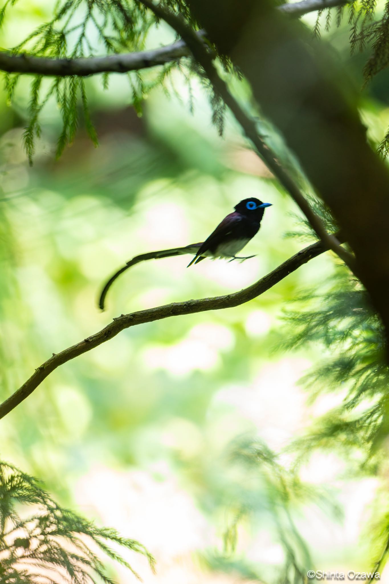 Photo of Black Paradise Flycatcher at 鎌北湖 by SNT