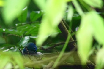 Black-naped Monarch 台北植物園 Mon, 6/5/2023