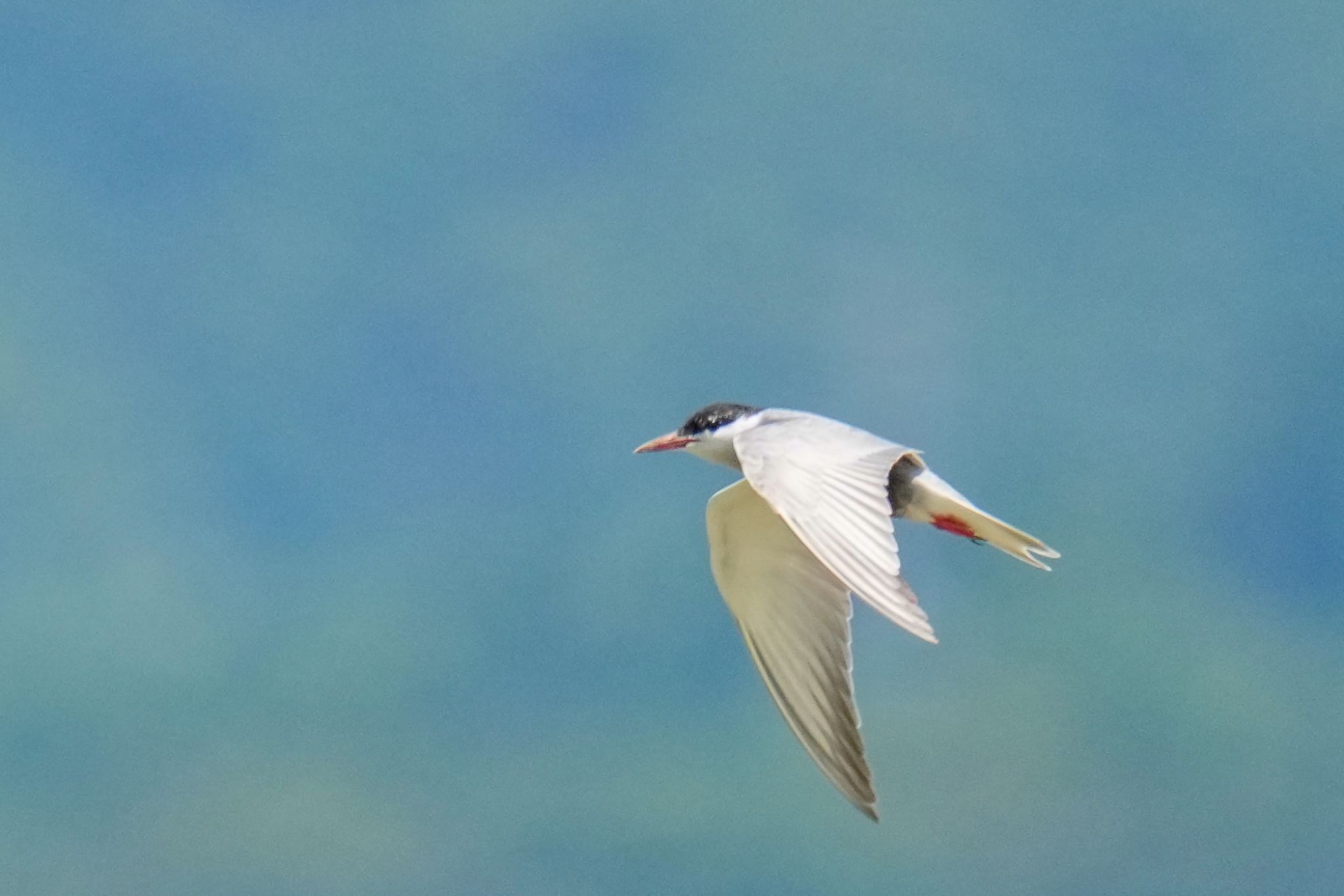 Photo of Whiskered Tern at 浮島ヶ原自然公園 by アポちん