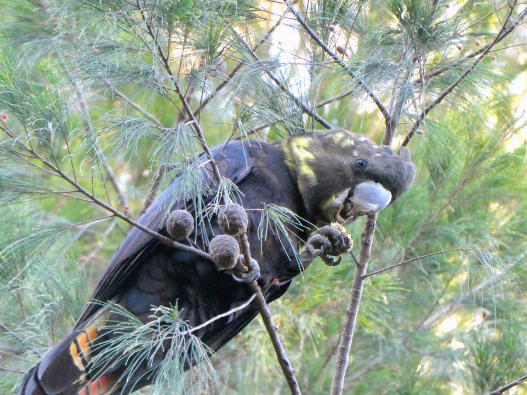 Ki-ring-gai Chase National Park, NSW, Australia テリクロオウムの写真 by Maki