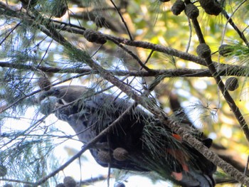 テリクロオウム Ki-ring-gai Chase National Park, NSW, Australia 2023年7月1日(土)