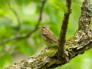 Sun, 7/2/2023 Birding report at Senjogahara Marshland