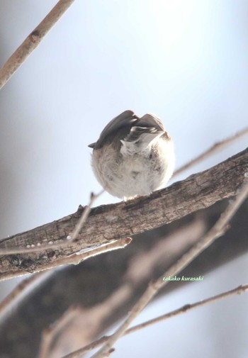 2018年2月27日(火) 北海道　道東の野鳥観察記録