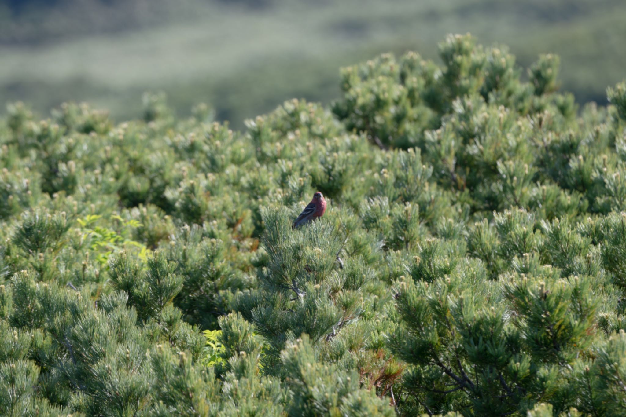 Pine Grosbeak