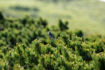 2023年6月26日(月) 旭岳(展望台)の野鳥観察記録