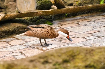 White-cheeked Pintail 館山 Thu, 4/7/2011