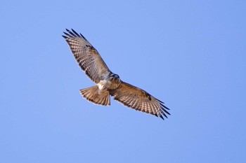 Eastern Buzzard 越辺川(埼玉県川島町) Mon, 1/25/2016