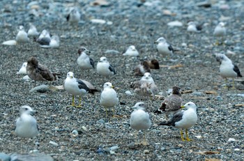 Black-tailed Gull 新潟県 Sun, 8/10/2014