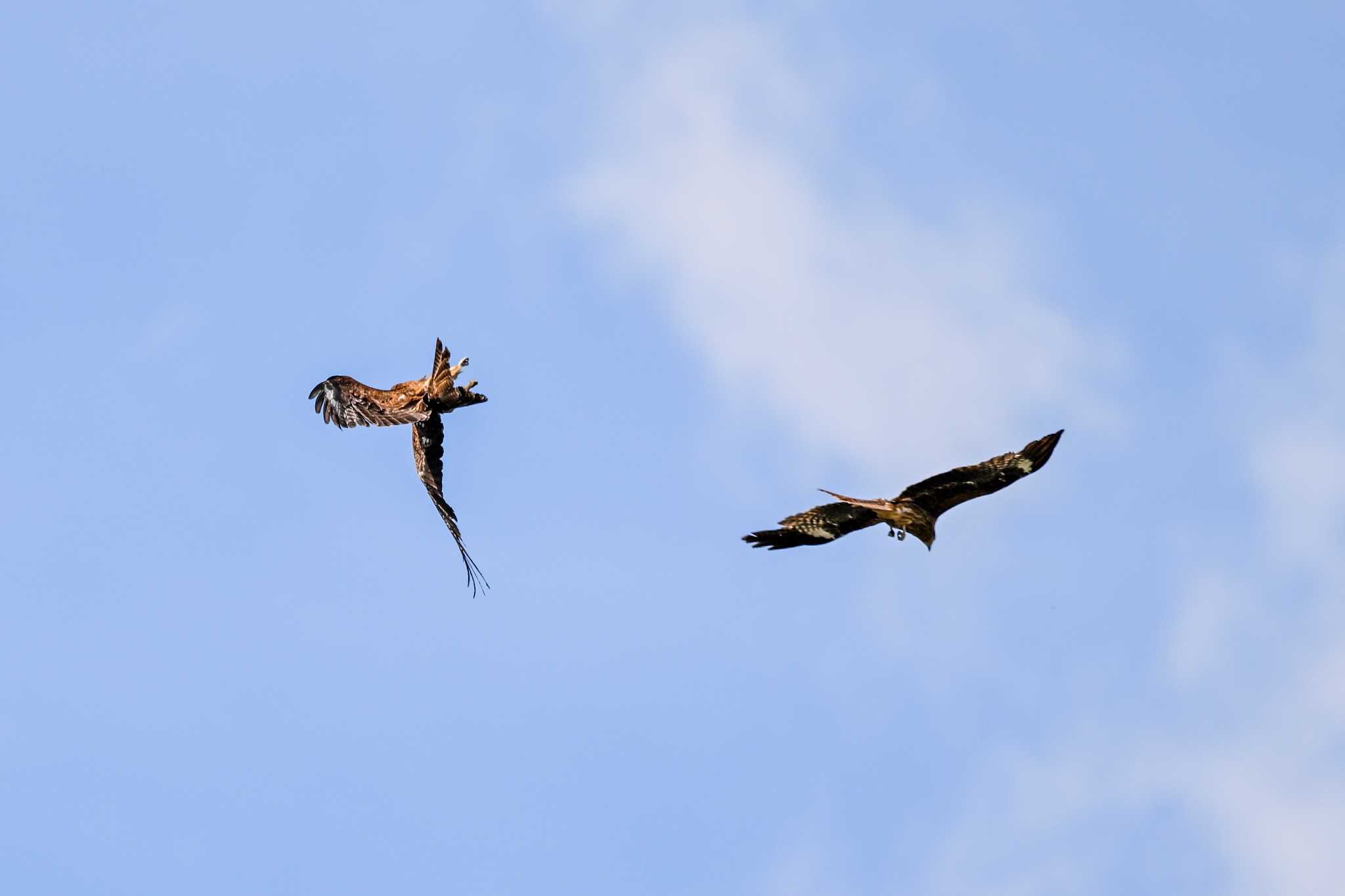 Black Kite