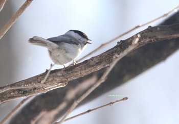 ハシブトガラ 北海道　道東 2018年2月27日(火)