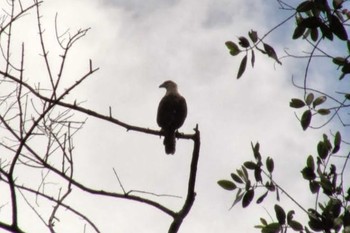 Grey-headed Kite