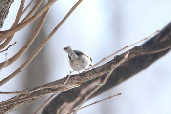 ハシブトガラ 北海道　道東 2018年2月27日(火)