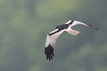 Pied Harrier Unknown Spots Mon, 6/26/2023