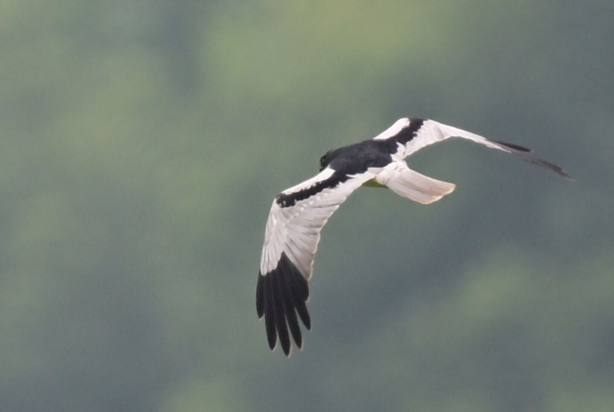 Photo of Pied Harrier at  by 美妃8