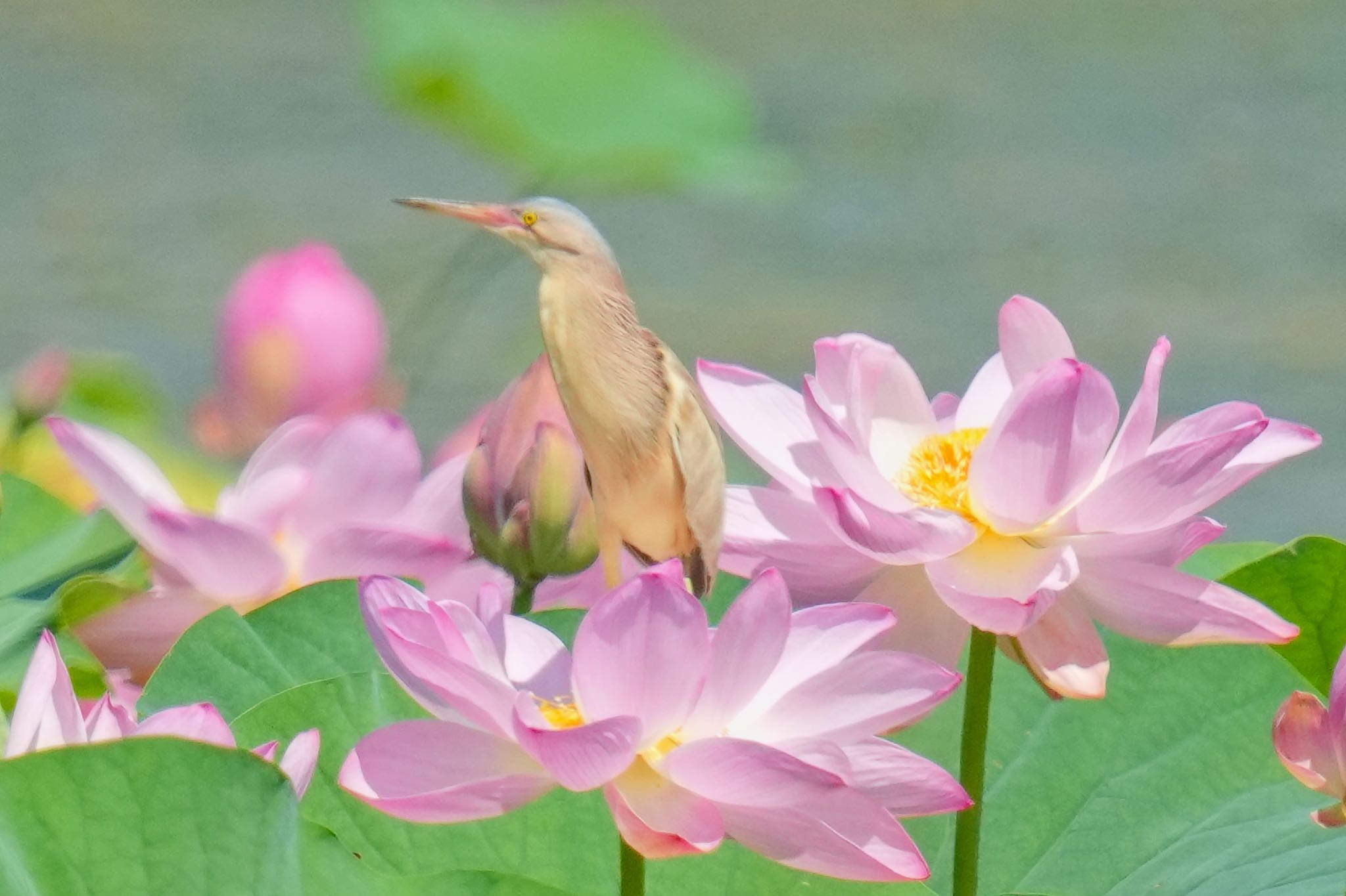 館林 ヨシゴイの写真