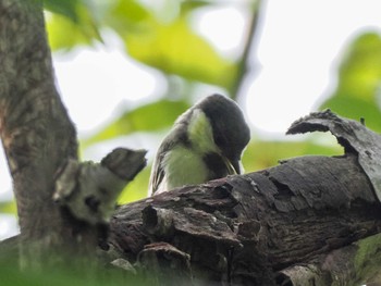 2023年6月30日(金) 福井緑地(札幌市西区)の野鳥観察記録