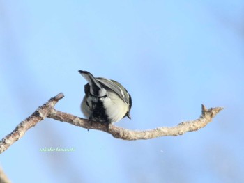 シジュウカラ 北海道　道東 2018年2月27日(火)